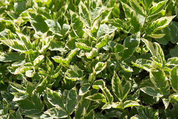 A plant Aegopodium podagraria in a sunlit clearing