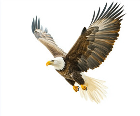 Obraz premium A majestic bald eagle soars in flight, wings spread wide against a white background