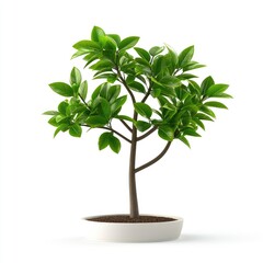 Fototapeta premium Isolated potted plant with vibrant green foliage.