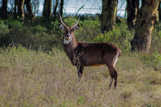 Antelope in Africa savanna wildlife safari in Africa. Wild nature of african continent, antelope kudu, impala, Waterbuck, Oryx, Gemsbok, Klipspringer, Springbok and other species looking at camera