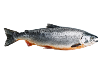 Whole fresh salmon