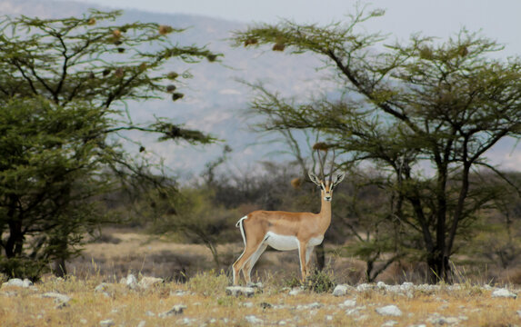 Antelope in Africa savanna wildlife safari in Africa. Wild nature of african continent, antelope kudu, impala, Waterbuck, Oryx, Gemsbok, Klipspringer, Springbok and other species looking at camera