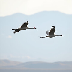 Fototapeta premium Would you like me to generate the image too?