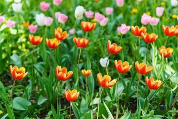 Beautiful red tulips decorate a flower bed. Natural floral background.