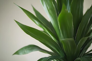 Obraz premium Closeup Dracaena Marginata Plant Lush Green Leaves