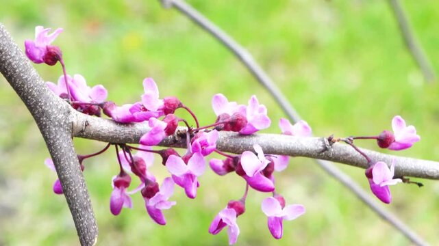 Springtime with a Red Bud tree and a bumble bee looking for pollen.  Bumble bee flying in some purple flowers on a spring day.