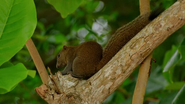 Tropical forest plantain squirrel perching on tree branch, surrounded by lush green foliage in a tropical forest environment, Langkawi, Malaysia.