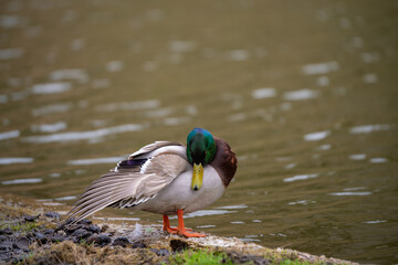 Obraz premium Close-up of a male mallard duck (Anas platyrhynchos) with vivid green head and natural habitat grooming by a calm riverbank in Tallinn city centre on a cloudy spring day.
