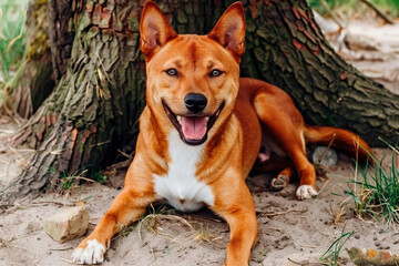 A happy dog relaxes by a tree on a sunny day in a natural setting