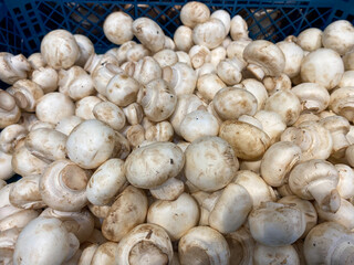 Lots of mushroom mushrooms lying on the counter at the store for sale, healthy eating
