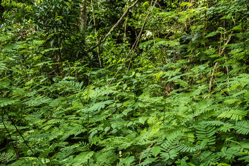 Lush tropical rainforest with dense green foliage. A vital ecosystem for biodiversity and climate regulation. Ideal for topics on ecology, conservation, and environmental sustainability.