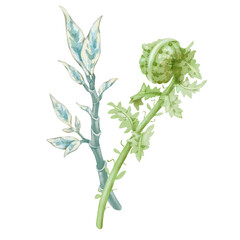 Pedilanthus and curled fern. Elegant hand-drawn watercolor illustration of two plants. Perfect for wedding invitations, botanical prints, minimalist home decor, romantic greeting cards.