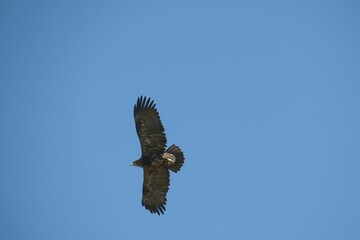 steppe eagle soaring in the sky