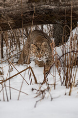 Bobcat (Lynx rufus) Creeps Out From Under Log Winter