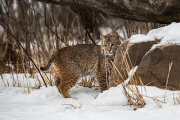 Bobcat (Lynx rufus) Turns to Look Out From Behind Rock Under Log Winter