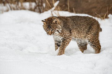 Bobcat (Lynx rufus) Paws Up and Looks Into Snow Winter