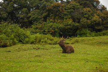 A Sambar Deer in the Horton Plains National Park, Sri Lanka.