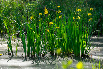 Gelbe Sumpf-Schwertlilie (Iris pseudacorus)
