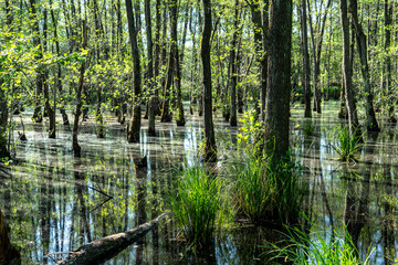 &Uuml;berschwemmter Auwald im Fr&uuml;hling