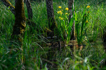 Gelbe Sumpf-Schwertlilie (Iris pseudacorus)