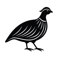 Elegant black and white quail bird illustration