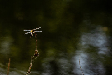 Libellen im Fr&uuml;hling