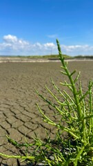 Salicornia, plant grows in Salinas, in Portugal