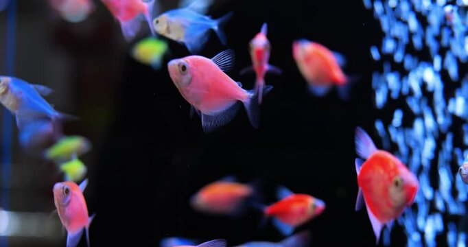 Colorful tropical fish swimming together in vibrant aquarium, displaying school of diverse neon tetra with air bubbles rising on dark background. Concept of aquarium fish