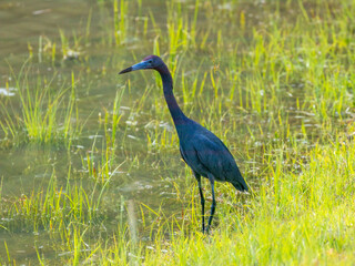 Little blue heron standing in the water with bright yellow and blue colors