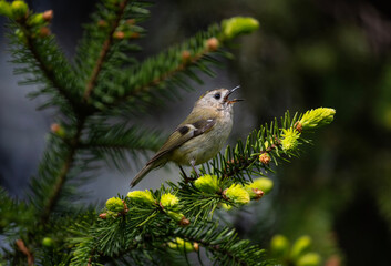 small bird goldcrest sitting on branches of coniferous spruce tree and singing