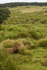 A Sambar Deer in the Horton Plains National Park, Sri Lanka.