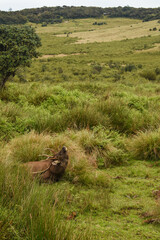 A Sambar Deer in the Horton Plains National Park, Sri Lanka.