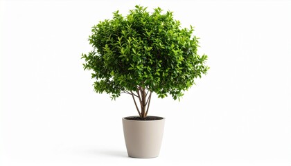 A vibrant potted tree with lush green foliage
