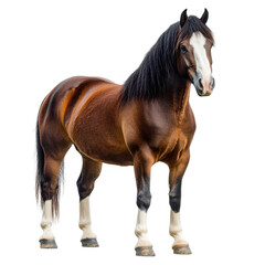 Obraz premium Standing brown horse art on transparent background