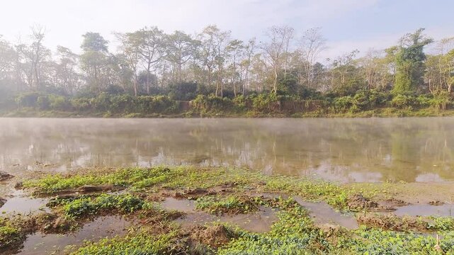 Time lapse mist over river motion in Chitwan national park. Jungles buffer zone on misty morning. Peacock exotic birds in trees in natural jungle environment