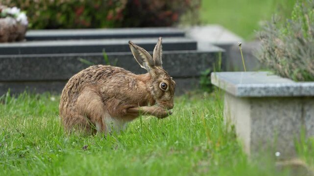 European Brown hare aka Lepus europaeus is scratching his head and cleaning his fur.