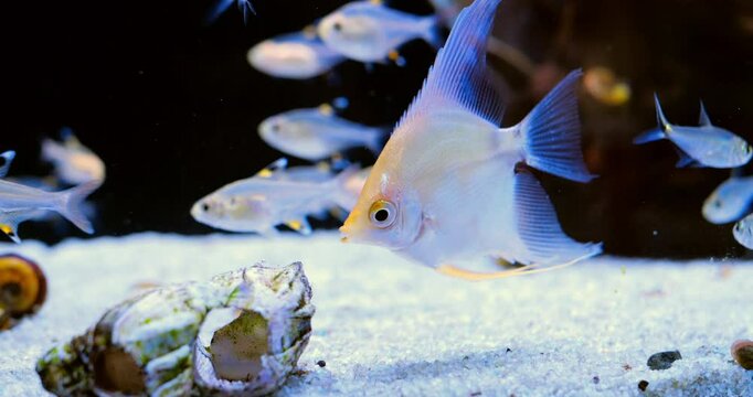Platinum angelfish gracefully navigating aquarium environment, swimming among fellow fish near large seashell resting on sandy bottom with vibrant underwater ecosystem. Concept of aquarium fish