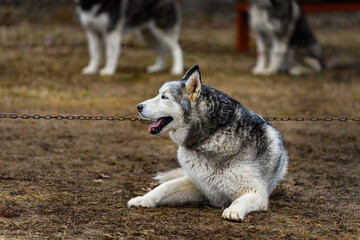 Sled Dog Lies Down on Line