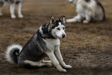 Sled Dog Sits in Yard Looking Out