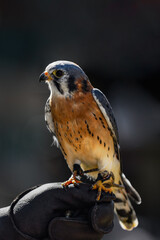 American Kestrel (Falco sparverius) Sits on Handler's Fist