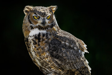 Great Horned Owl (Bubo virginianus) Swipes Nictating Membrane Over One Eye