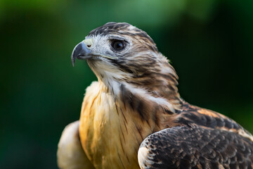 Red-Tailed Hawk (Buteo jamaicensis) Looks Up to Left