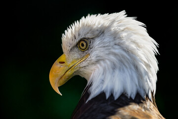 Back Lit American Bald Eagle (Haliaeetus leucocephalus) Head