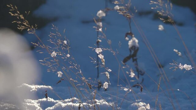 Footage showcases Deschampsia flexuosa (wavy hair-grass), a bunchgrass species found across various continents and climates.