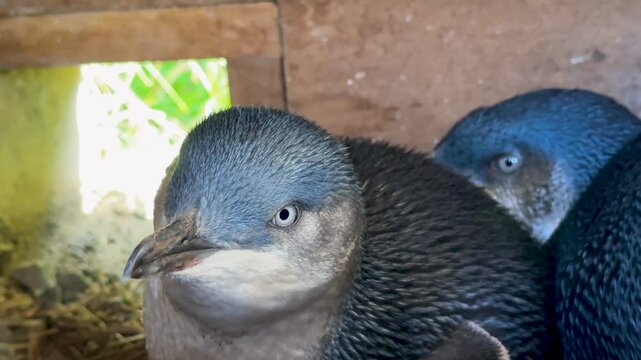 Closeup of Little Blue Fairy Penguins in a Nesting Box