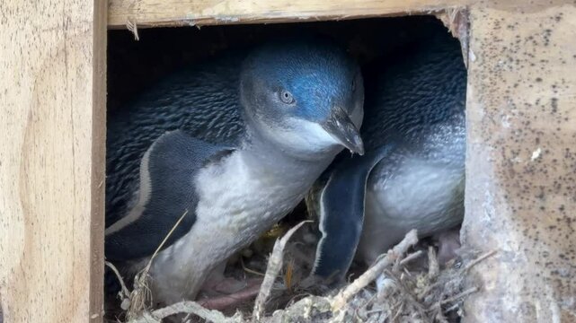 Closeup of Little Blue Fairy Penguins in a Nesting Box