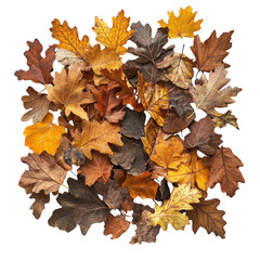Fototapeta premium Pile of autumn leaves isolated on transparent background