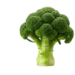 Fresh broccoli with thick green florets