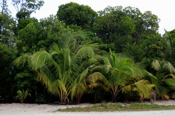 Palm trees on a tropical beach