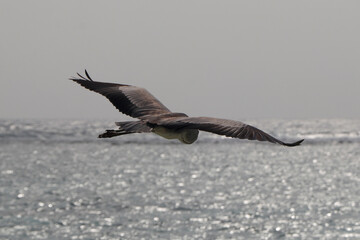 Grey heron flying